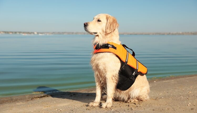 Essential benefits of a Pet cart