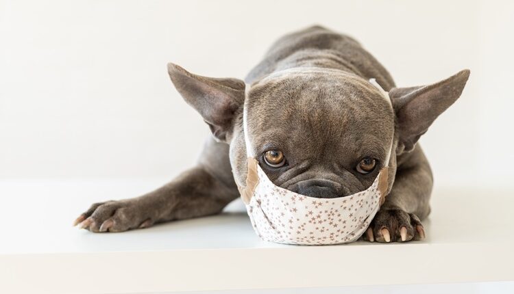 Exceptional Care for Your Pets at All Pets Vet Hospital – I