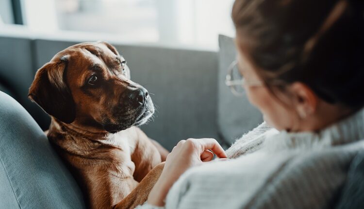 Factors To Consider When Leaving Your Pet In The Kennel