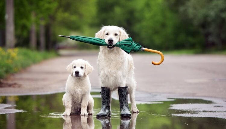 Facts You Should Know Before Buying Pet Insurance.